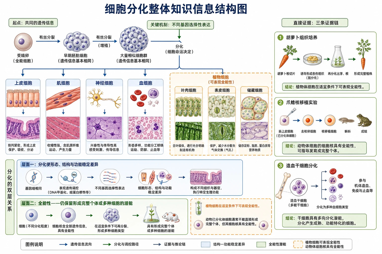 图01：补充知识图（非教材原图）——“细胞分化整体知识信息结构图