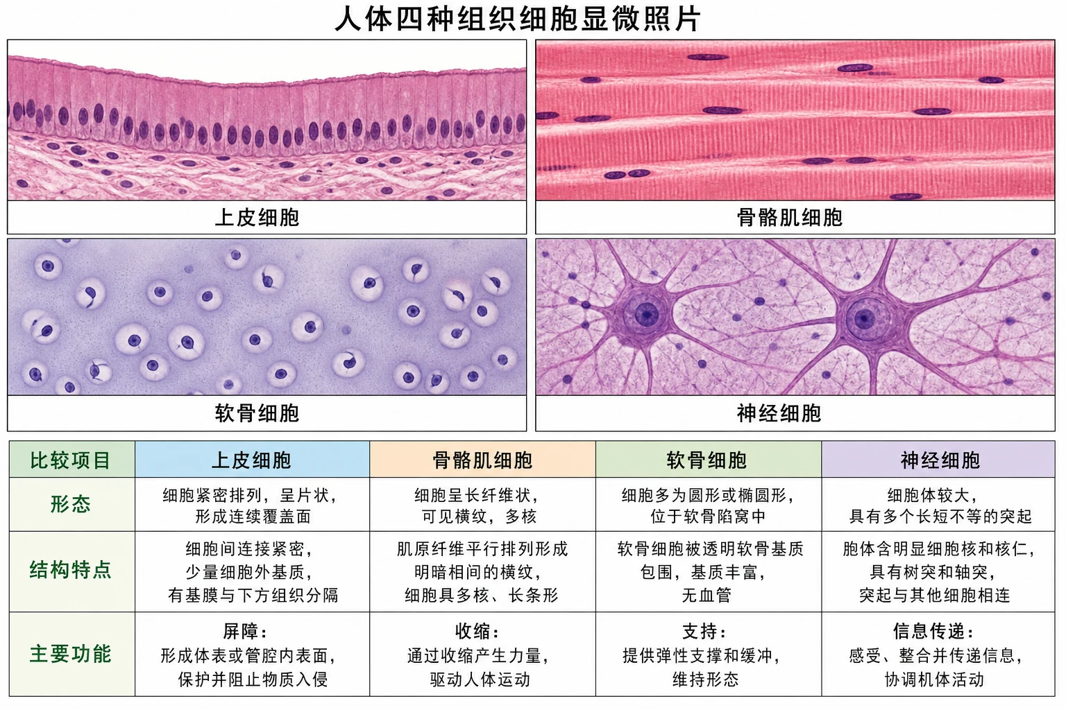 图03：教材“比较构成人体组织的细胞”源图组重绘——“人体四种组