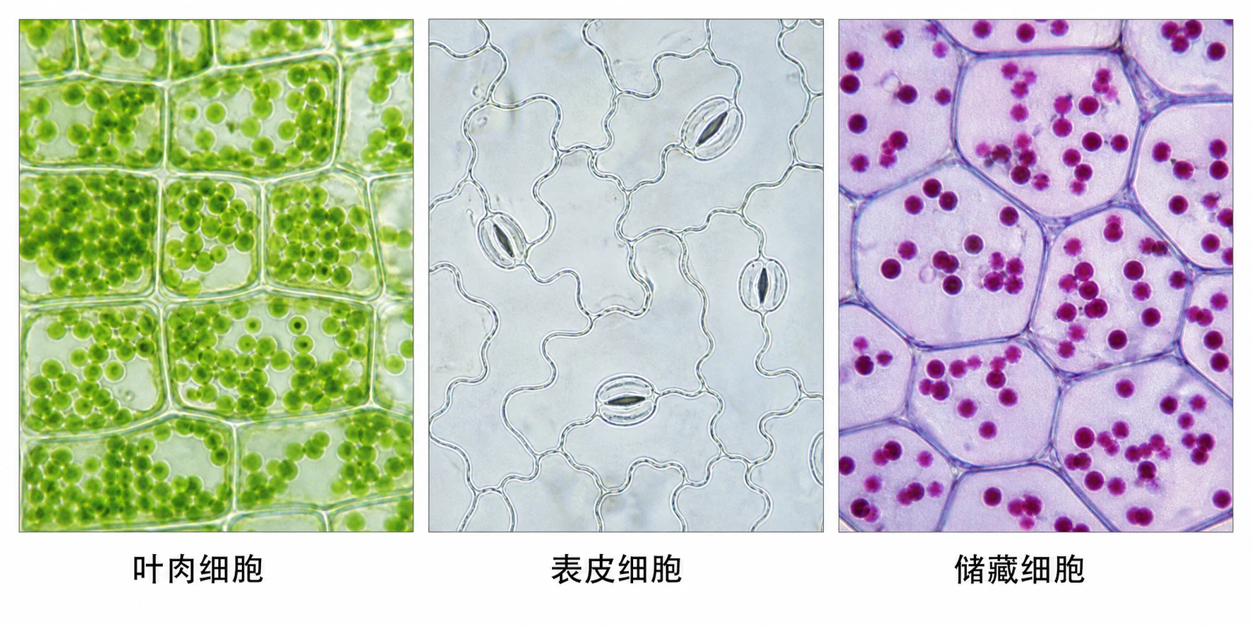 图04：教材图6-5源图组重绘——“植物体的不同细胞”