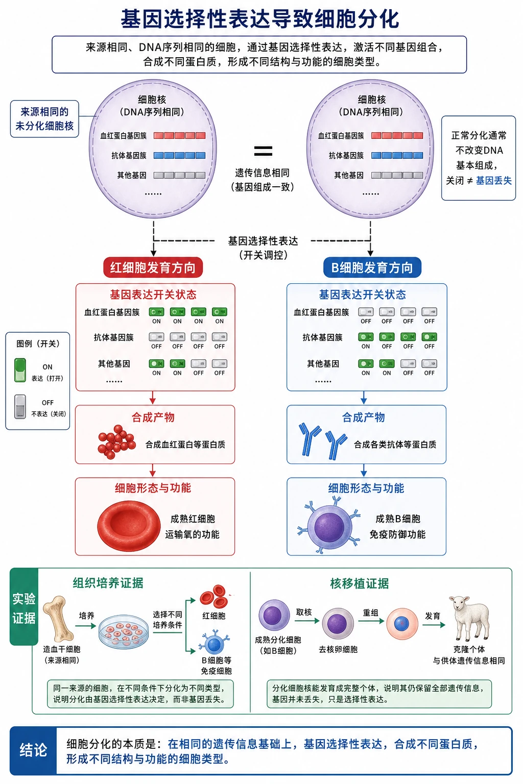 图05：补充知识图（非教材原图）——“基因选择性表达导致细胞分化