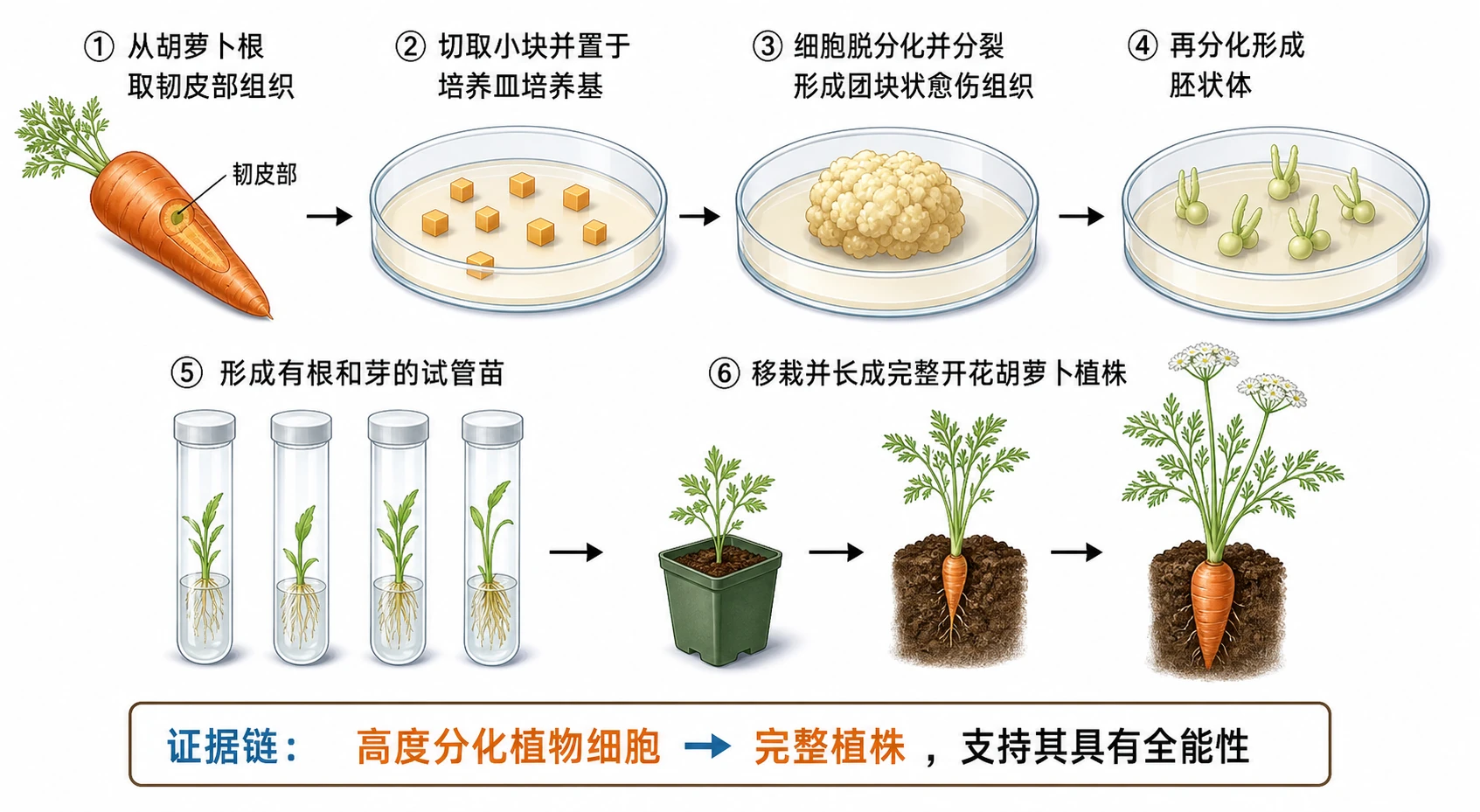 图06：教材“胡萝卜经组织培养产生完整植株”源图重绘——“植物细