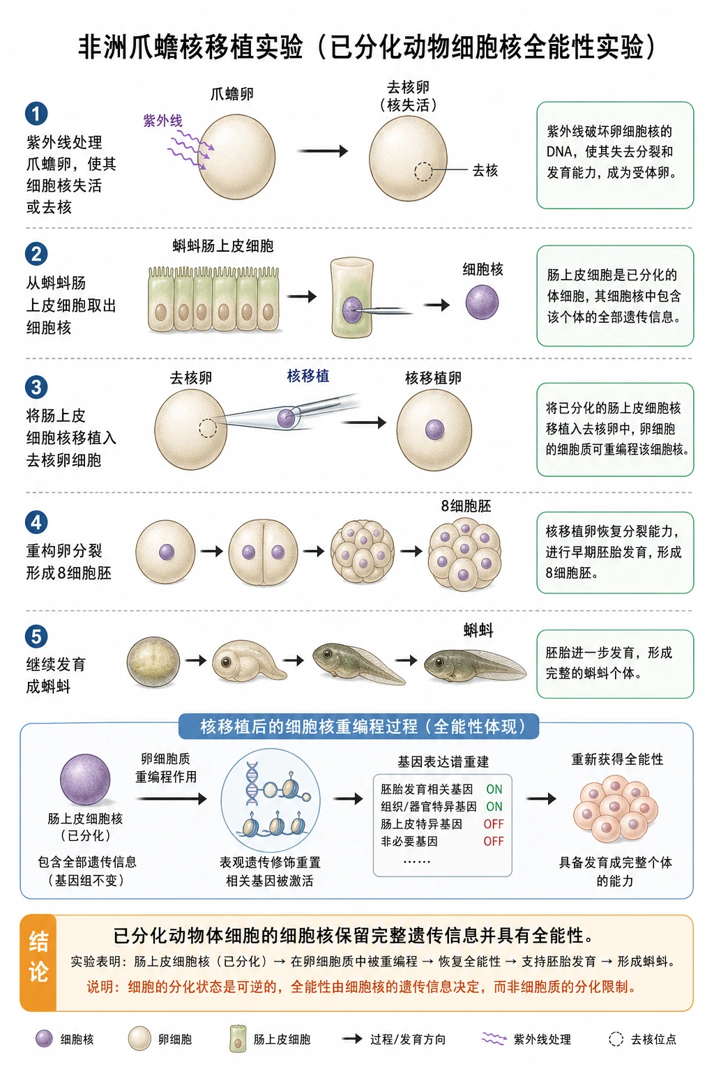 图08：教材“非洲爪蟾核移植”源图重绘——“已分化动物细胞核全能