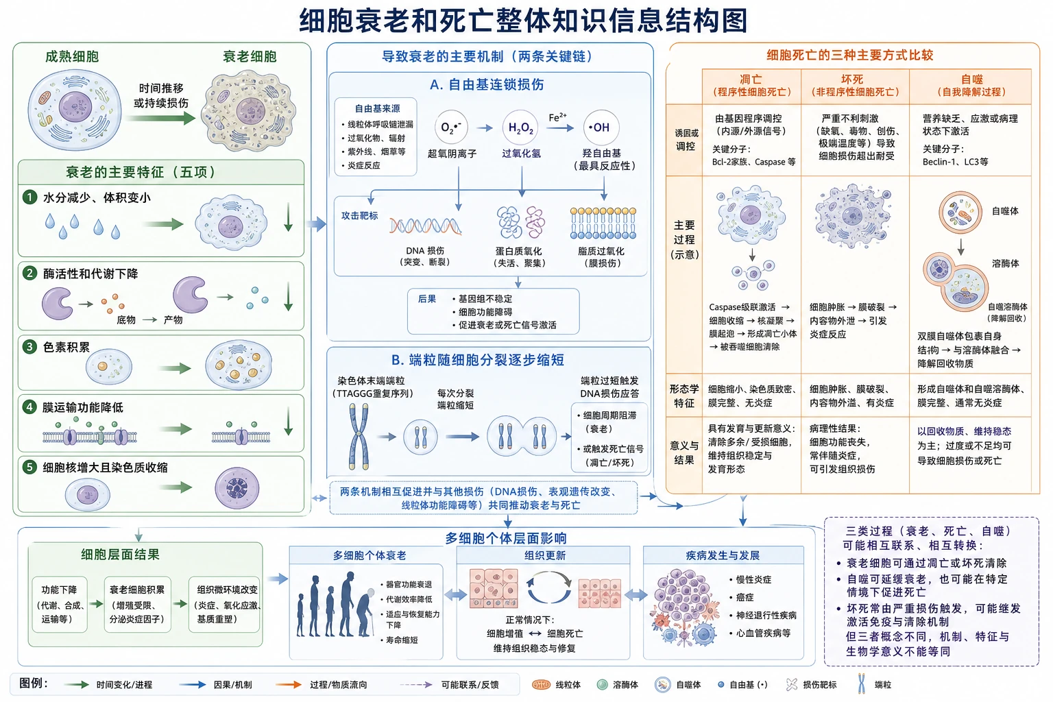 图01：补充知识图（非教材原图）——“细胞衰老和死亡整体知识信息