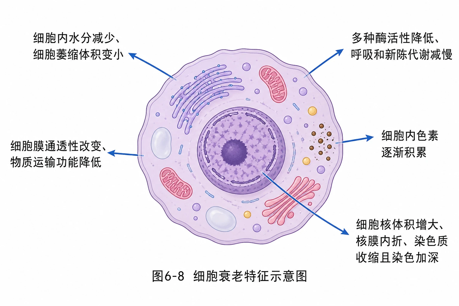 图03：教材图6-8源图重绘——“细胞衰老特征示意图”