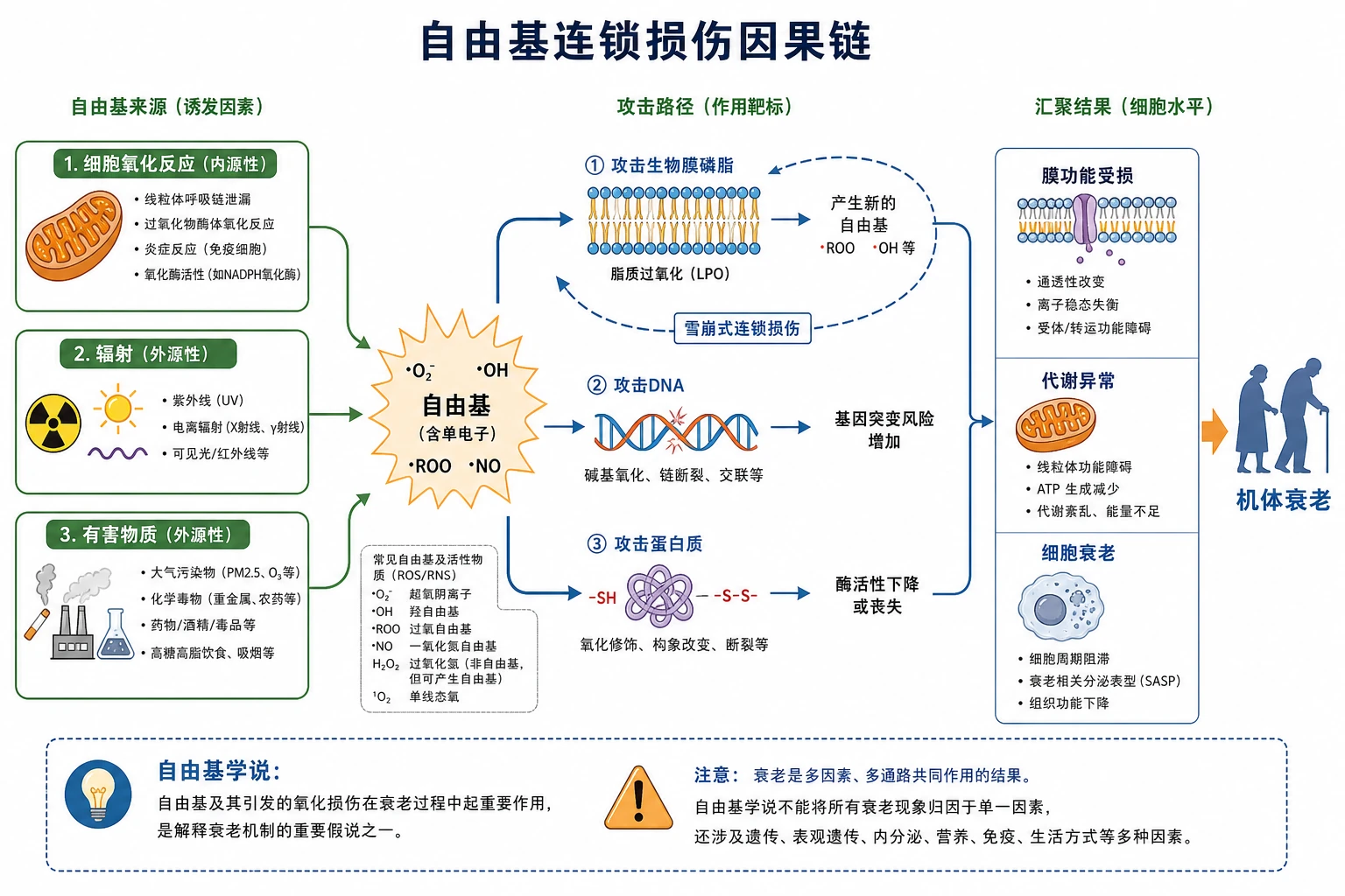 图04：补充知识图（非教材原图）——“自由基连锁损伤因果链”