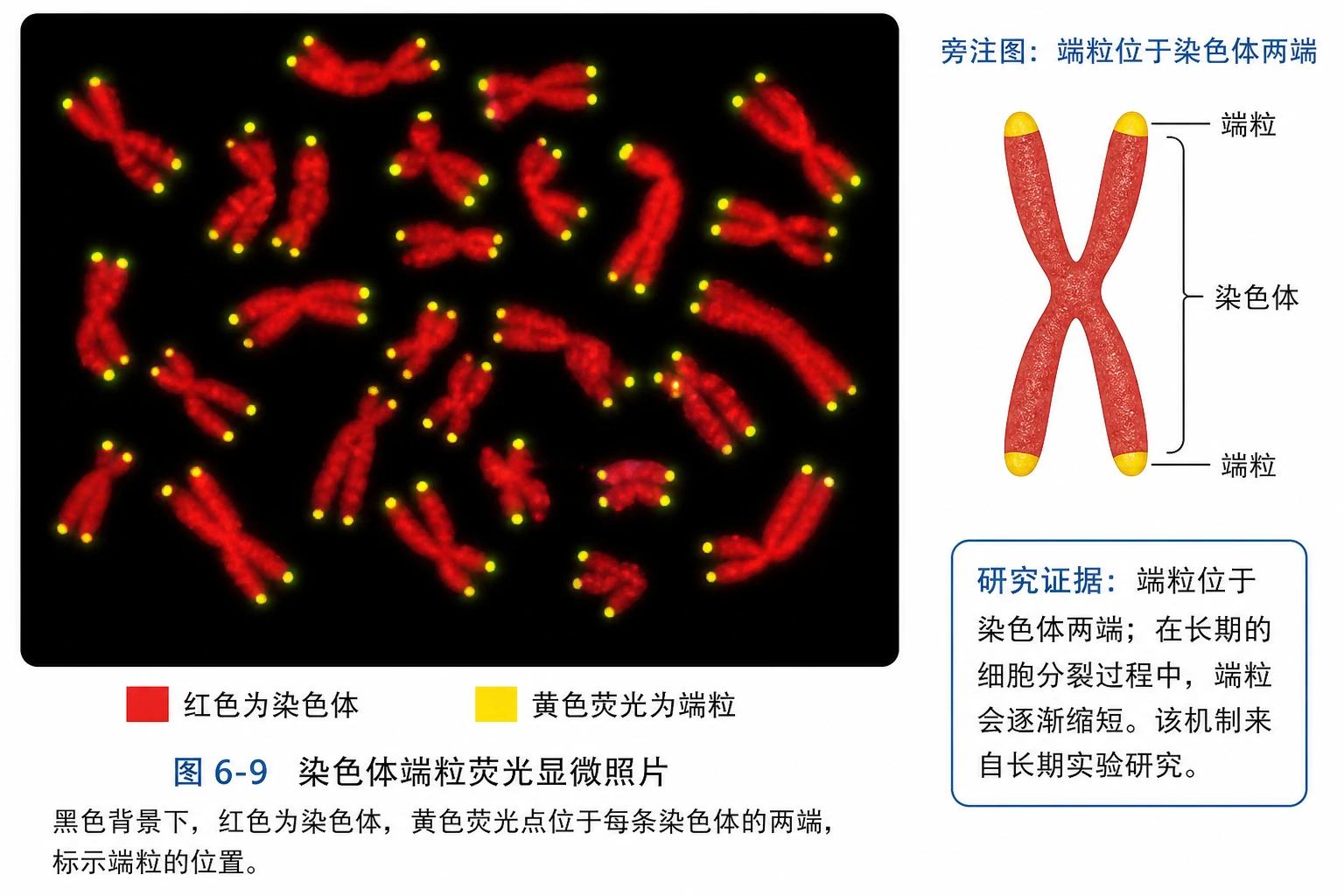图05：教材图6-9源图重绘——“染色体端粒荧光显微照片”