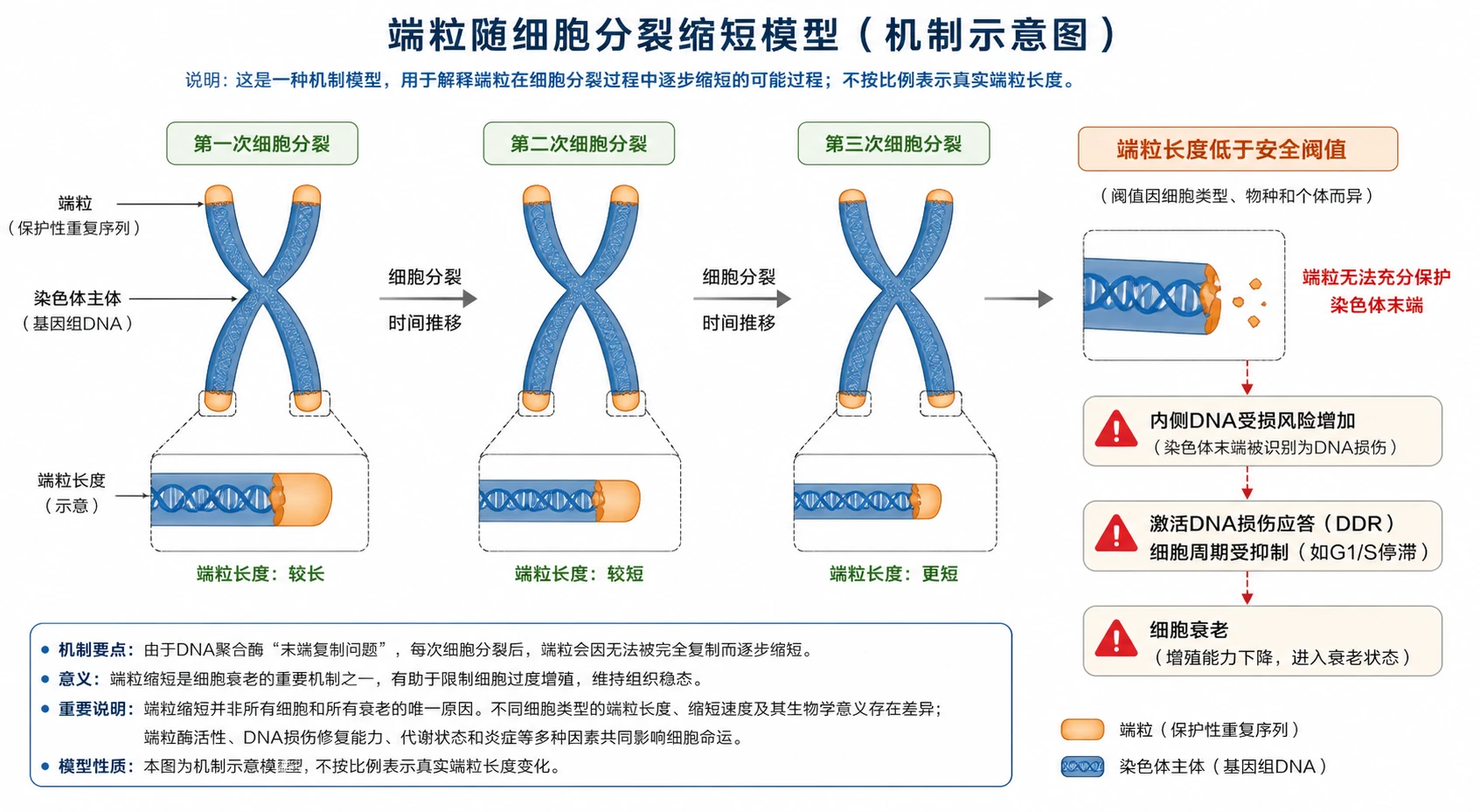 图06：补充知识图（非教材原图）——“端粒随细胞分裂缩短模型”