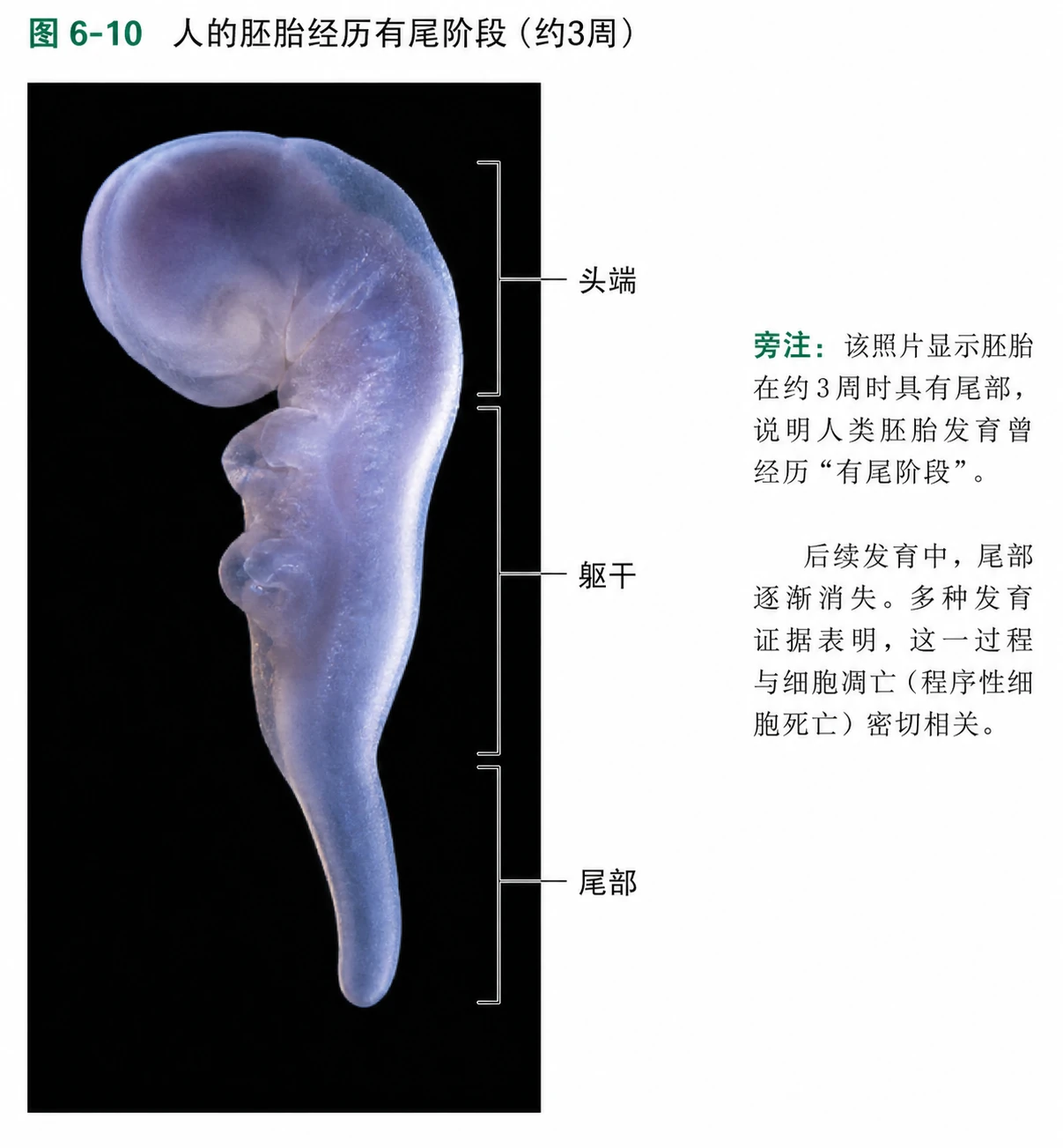 图07：教材图6-10源图重绘——“人的胚胎经历有尾阶段”