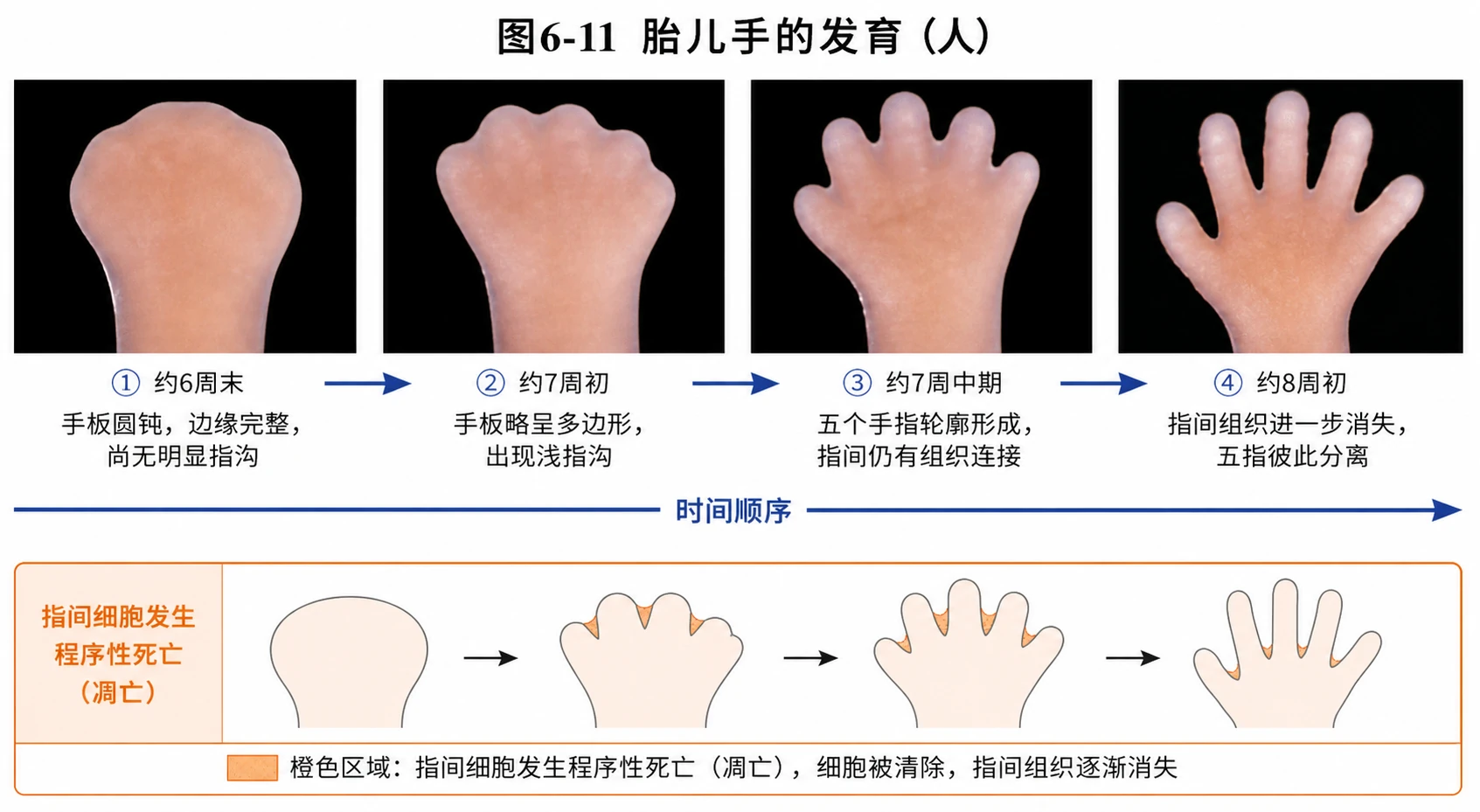 图08：教材图6-11源图组重绘——“胎儿手的发育”