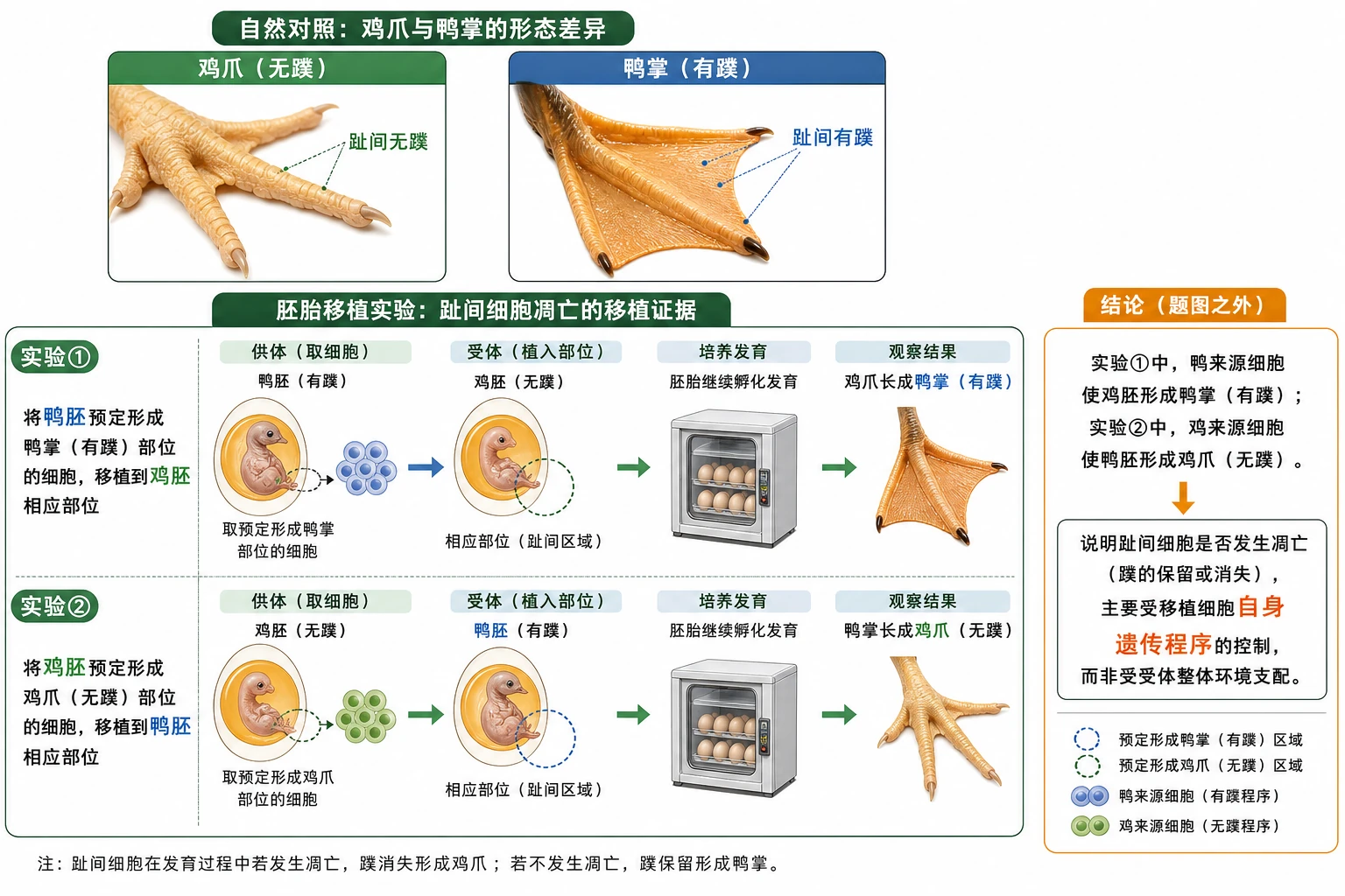 图10：教材复习题“鸡爪与鸭掌胚胎移植实验”源图组重绘——“趾间