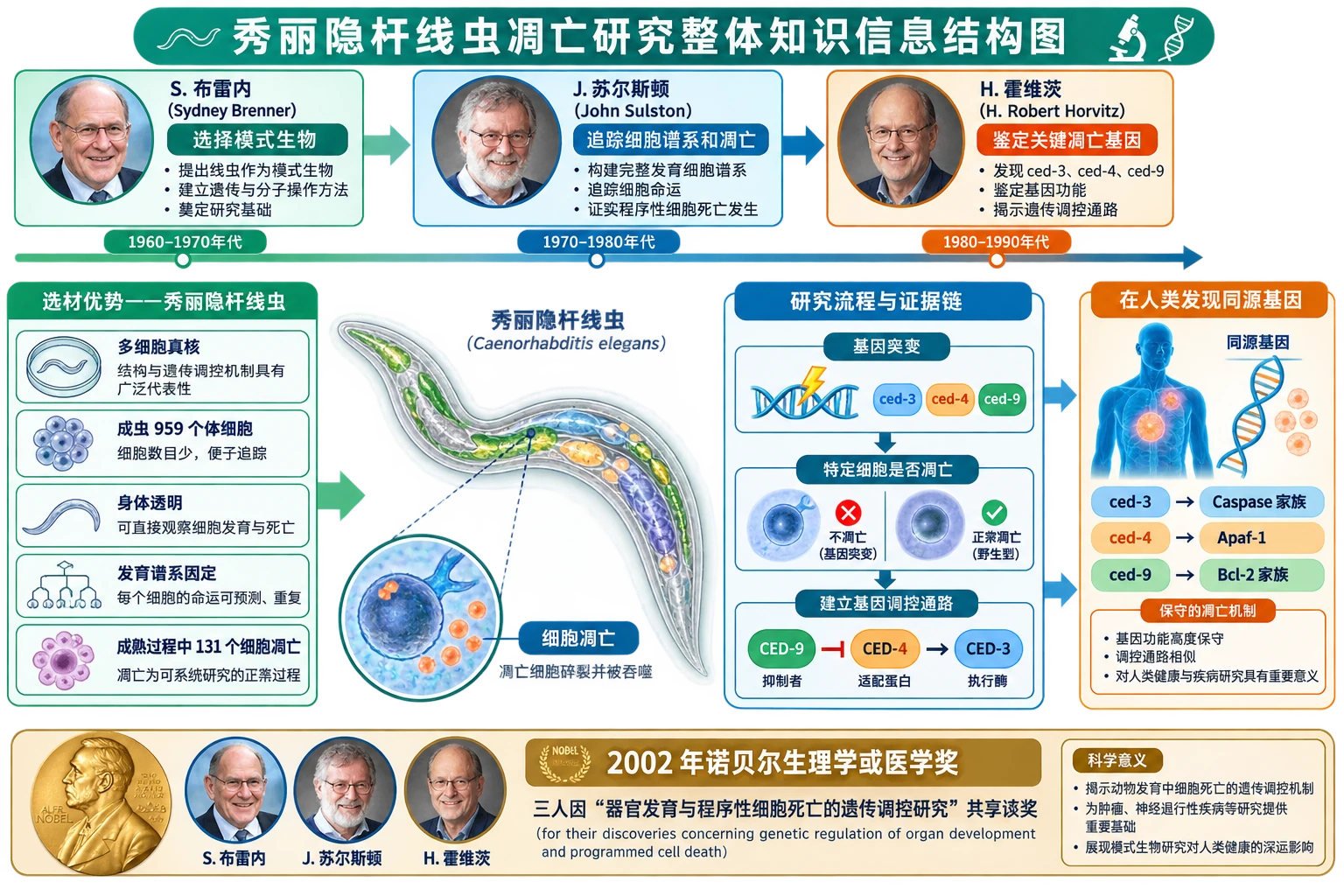 图01:补充知识图(非教材原图)——“秀丽隐杆线虫凋亡研究整体知