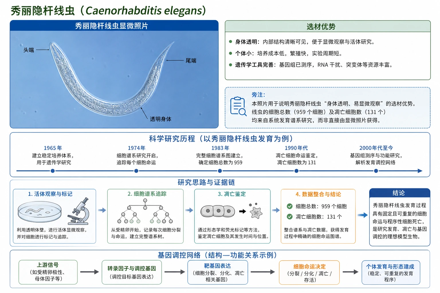 图02:教材“秀丽隐杆线虫”源图重绘——“秀丽隐杆线虫显微照片”