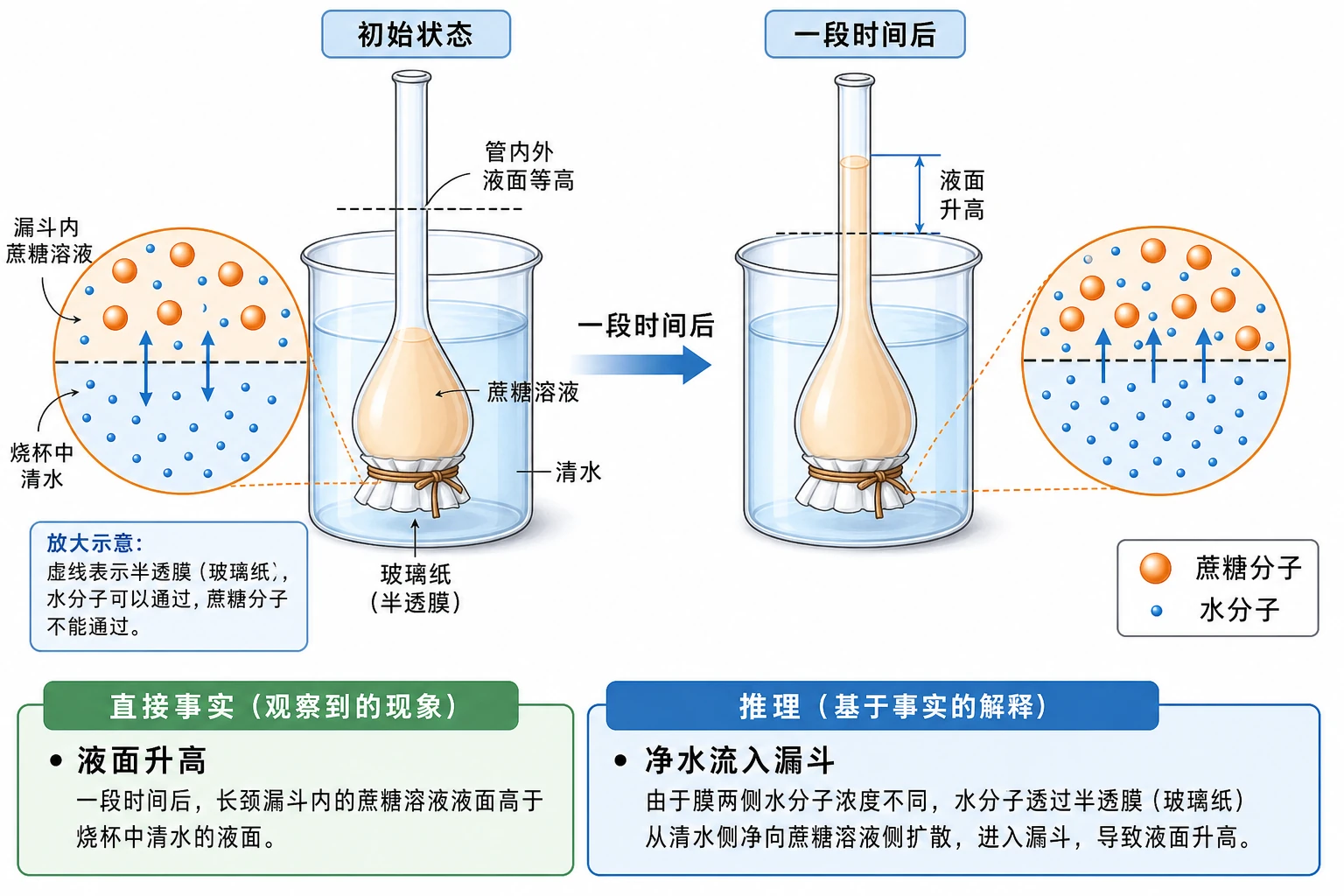 图02：教材“问题探讨”源图重绘——“渗透现象示意图”