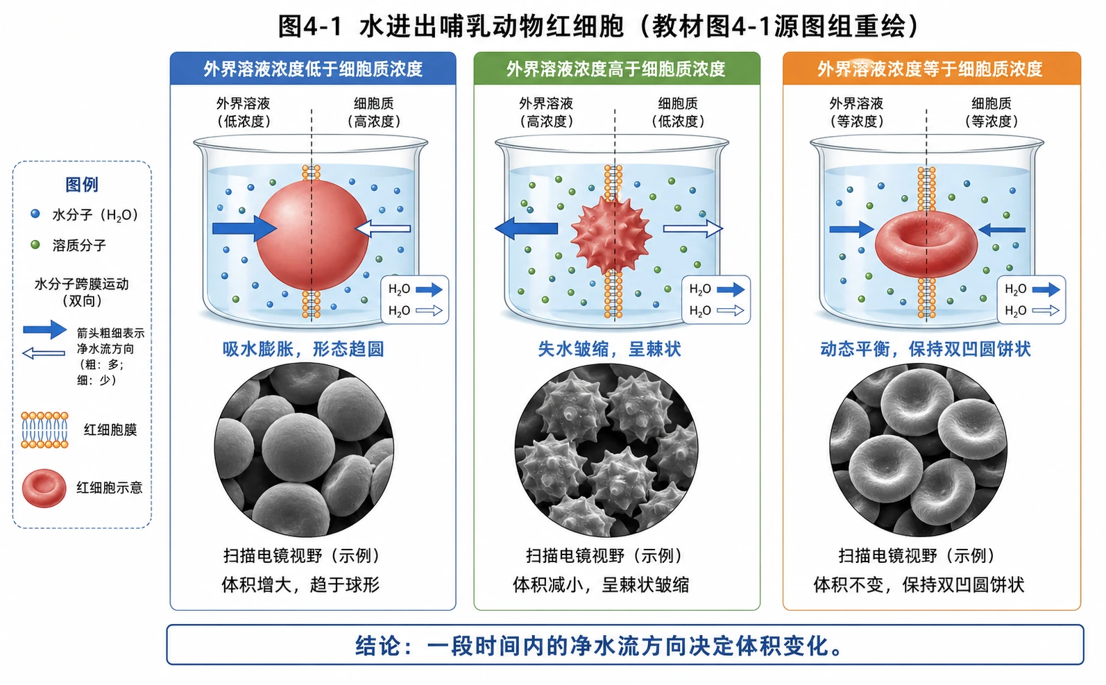 图03：教材图4-1源图组重绘——“水进出哺乳动物红细胞”