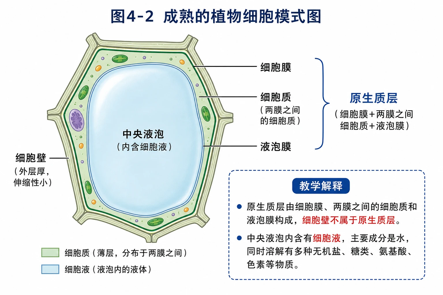 图04：教材图4-2源图重绘——“成熟的植物细胞模式图”