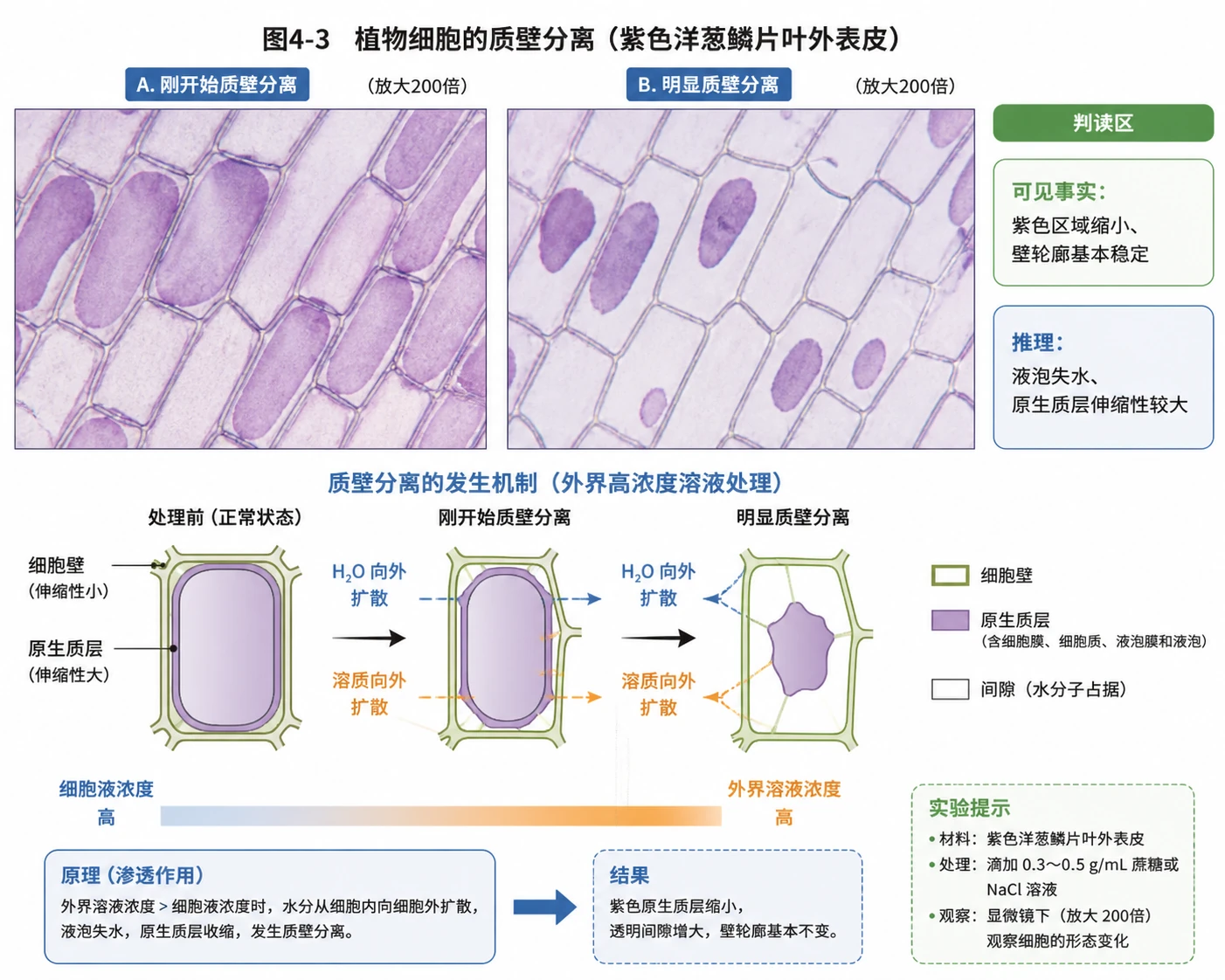 图05：教材图4-3源图组重绘——“植物细胞的质壁分离”