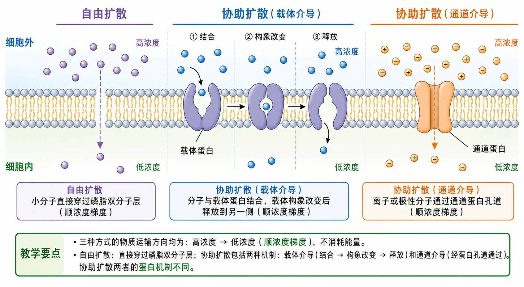 图07：教材图4-4源图重绘——“自由扩散和协助扩散示意图”