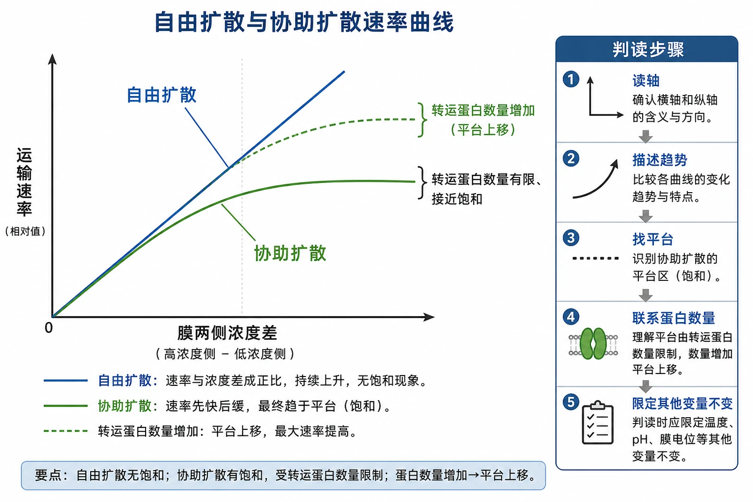 图10：补充知识图（非教材原图）——“自由扩散与协助扩散速率曲线