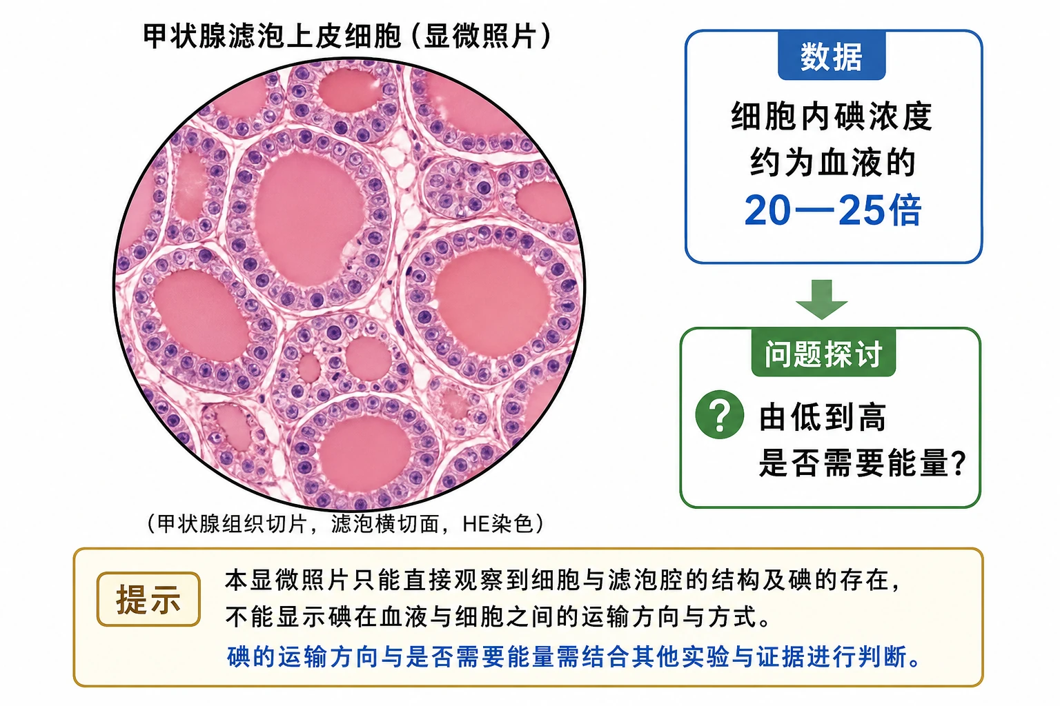图02:教材“问题探讨”源图重绘——“甲状腺滤泡上皮细胞”
