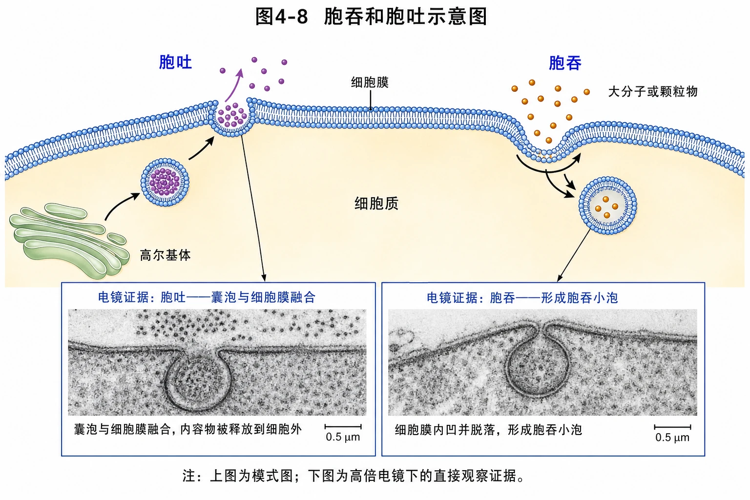 图04:教材图4-8源图重绘——“胞吞和胞吐示意图”