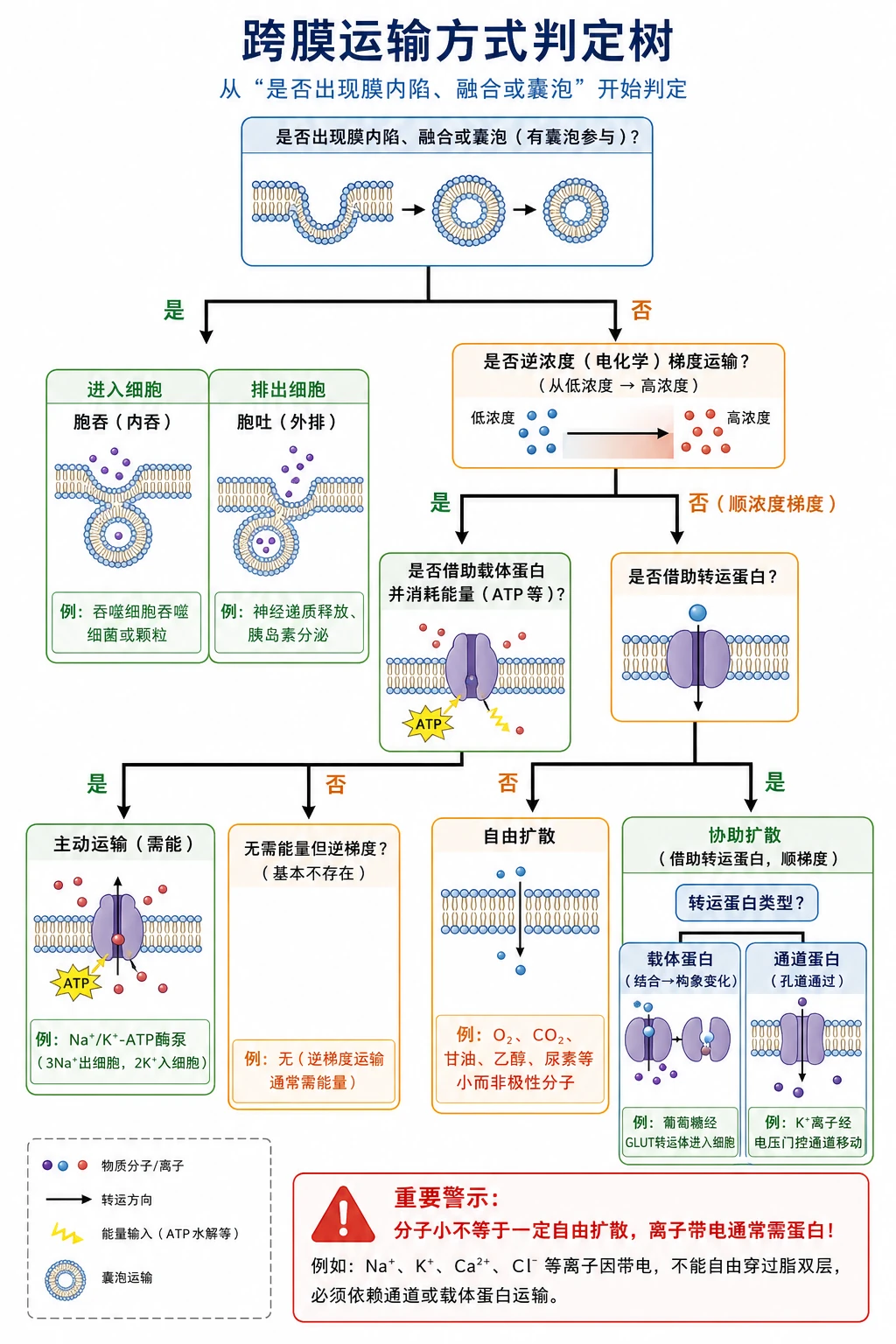图06:补充知识图(非教材原图)——“跨膜运输方式判定树”