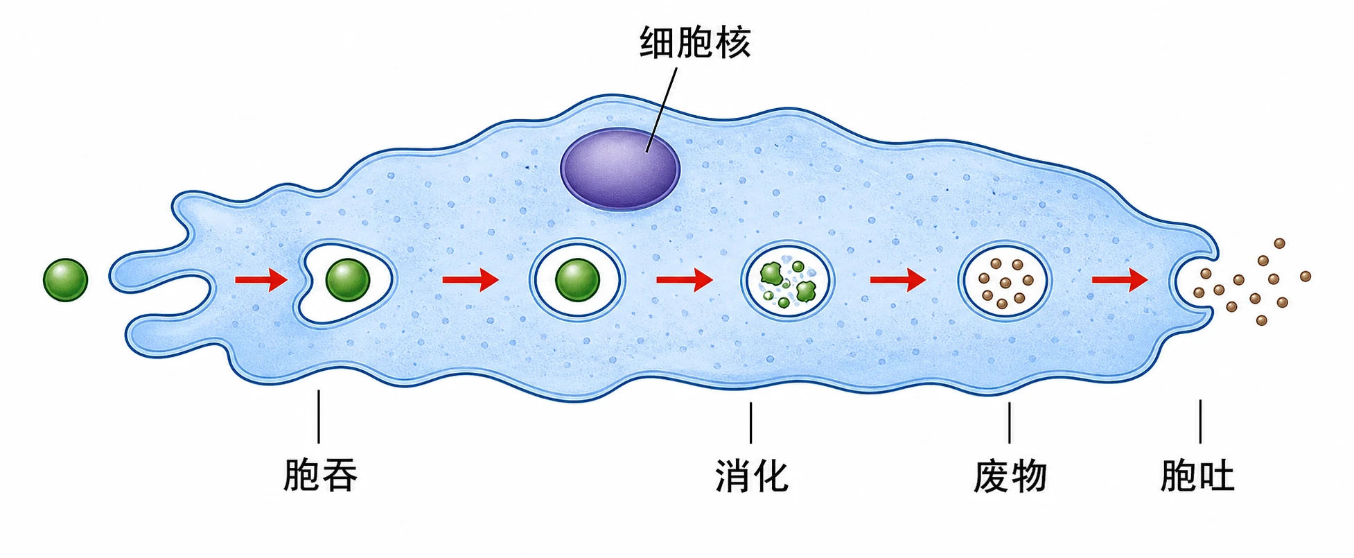 图07:教材图4-7源图重绘——“变形虫的胞吞和胞吐示意图”