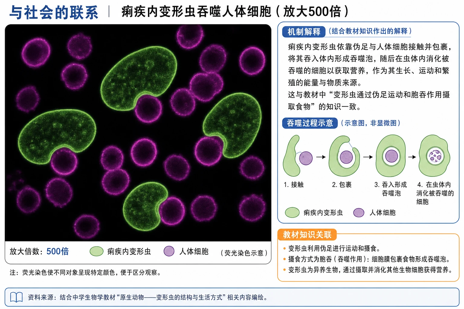 图08:教材“与社会的联系”源图重绘——“痢疾内变形虫吞噬人体细