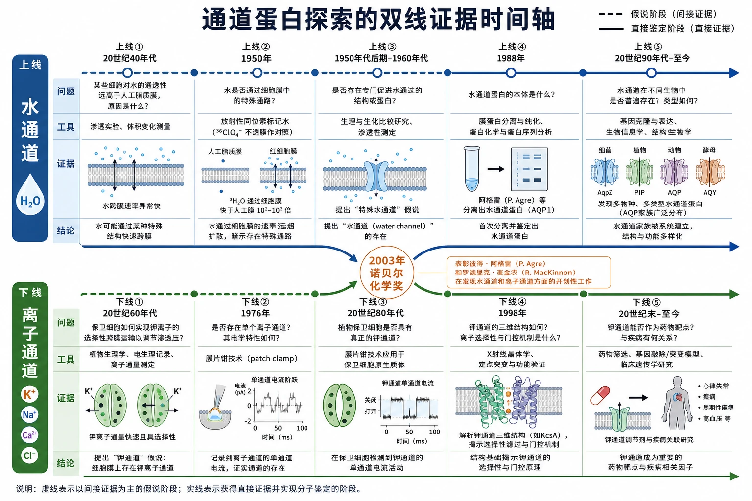 图01:补充知识图(非教材原图)——“通道蛋白探索的双线证据时间