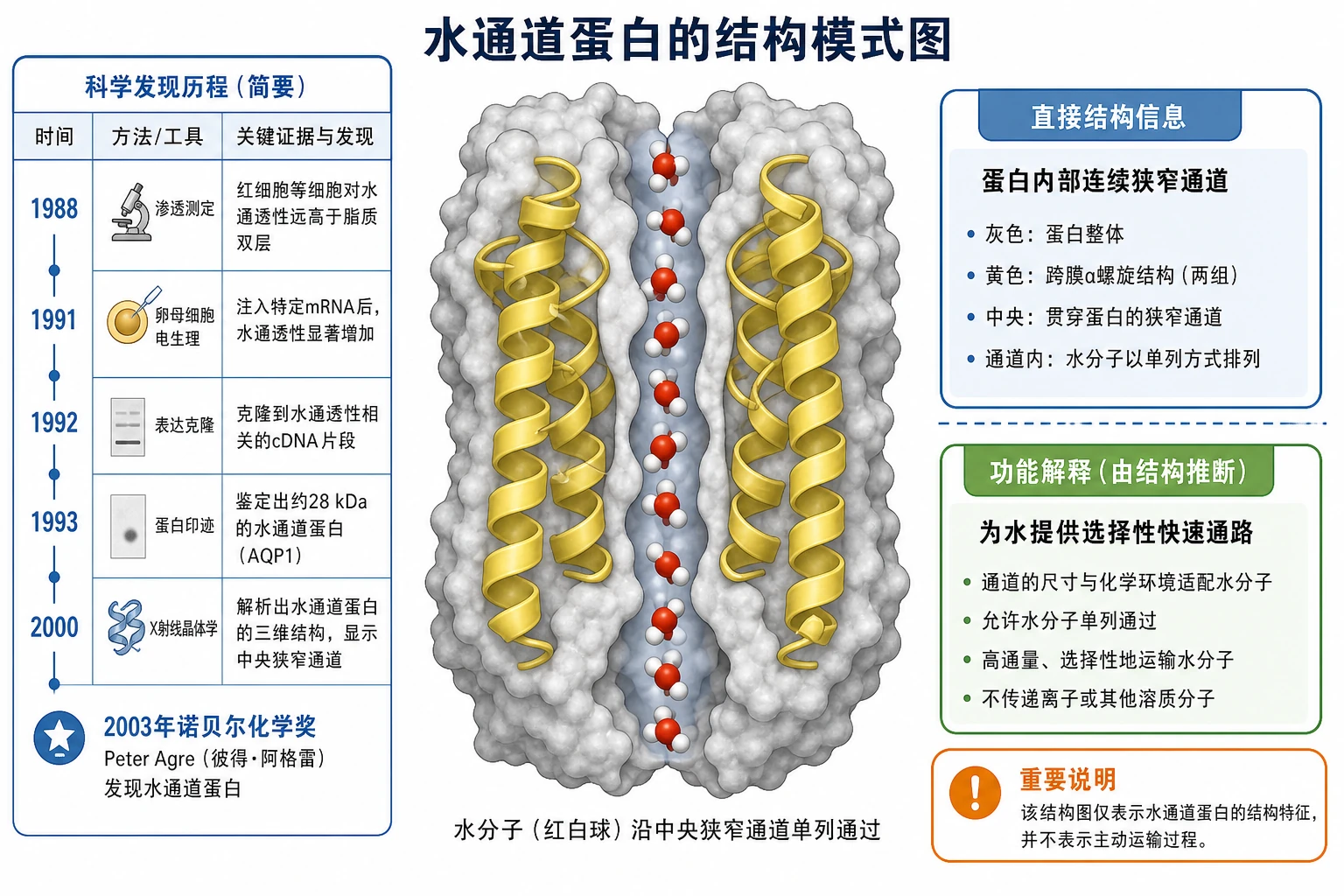 图02:教材“生物科学史话”源图重绘——“水通道蛋白的结构模式图