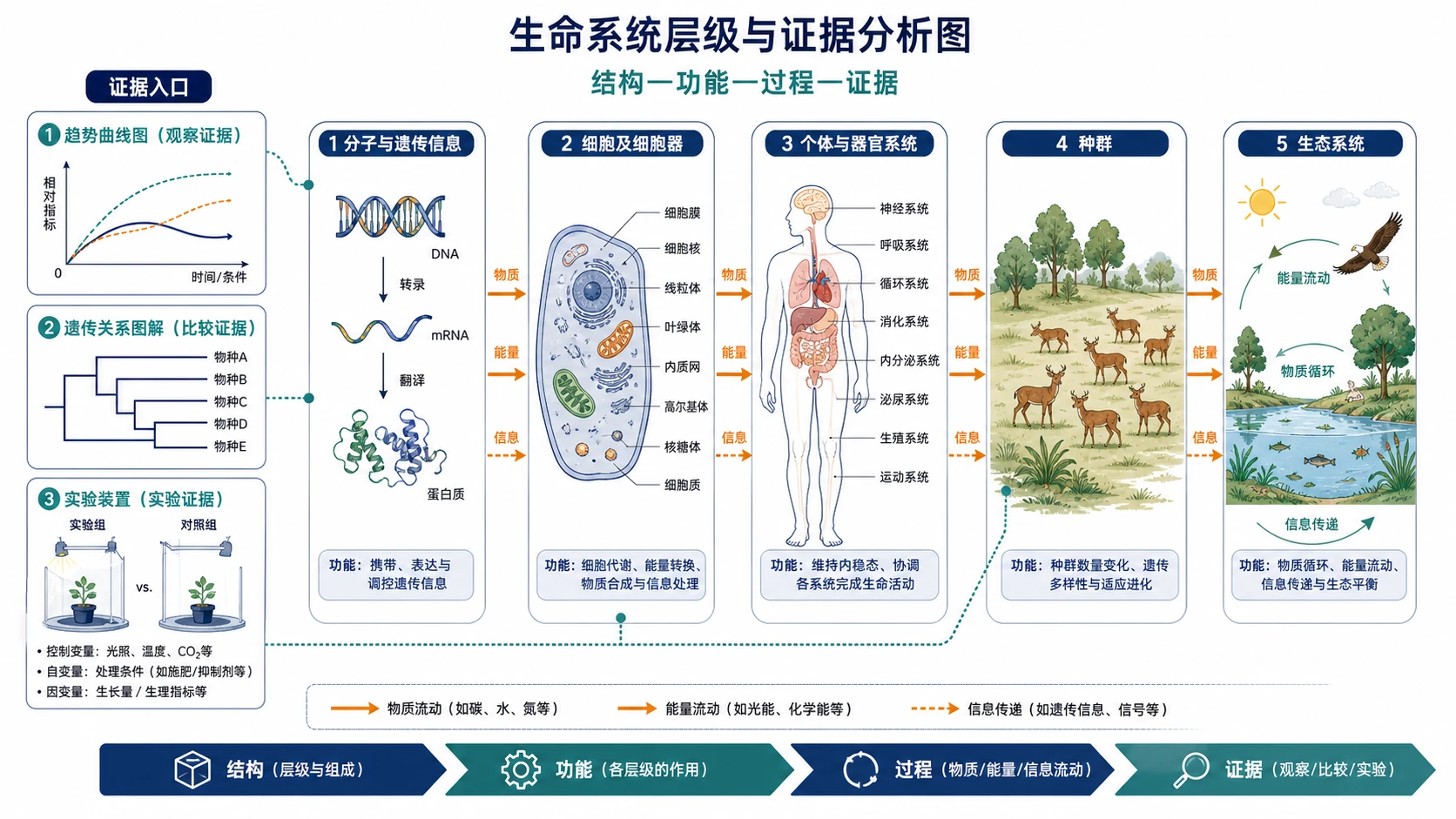 生命系统层级与证据分析